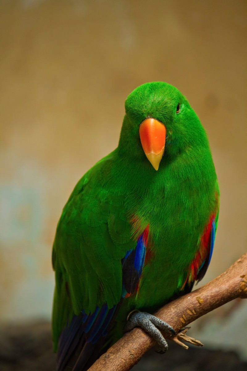 枝に止まる緑のインコ