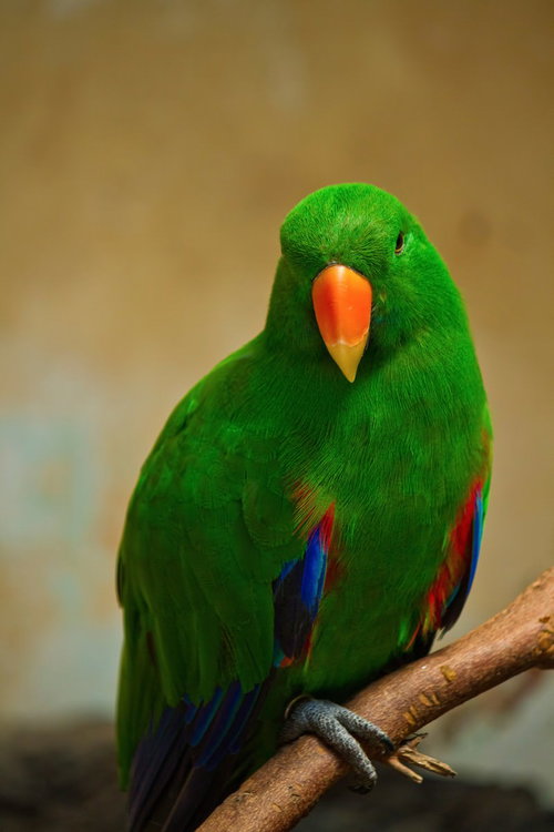 オレンジのくちばしと青い羽を持つ枝に止まる緑のインコ