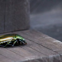 木製ベンチに止まる緑色に光沢があるコガネムシの写真