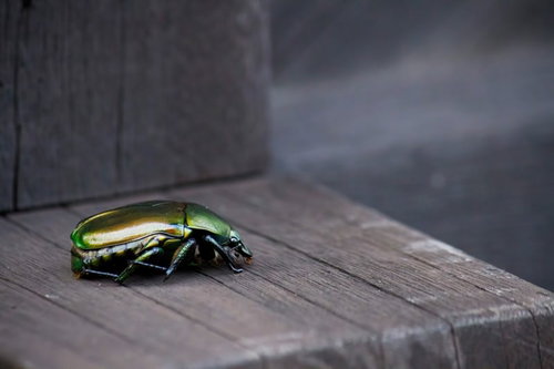 木製ベンチに止まる緑色に光沢があるコガネムシ