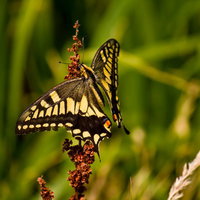 茶色い花穂に止まる黄色と黒のアゲハチョウの写真