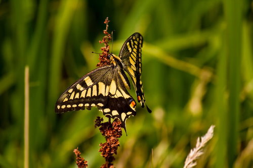 茶色い花穂に止まる黄色と黒のアゲハチョウ