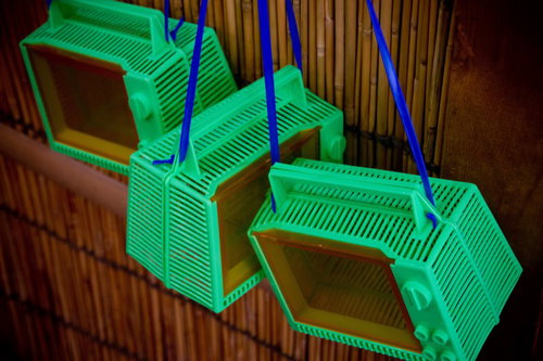 竹の柵の前に吊るされた緑色の虫取りカゴ