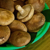 緑のプラスチック皿に盛られた肉厚の生シイタケの写真