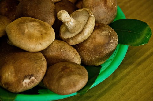 緑のプラスチック皿に盛られた肉厚の生シイタケ