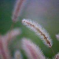 緑の背景にぼけた中でふわふわ浮かぶねこじゃらしの穂の写真