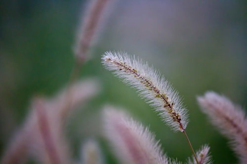 緑の背景にぼけた中でふわふわ浮かぶねこじゃらしの穂