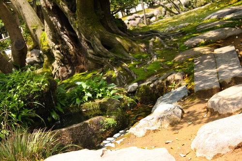 苔と根とシダに覆われた日差しの中の日本庭園の小道