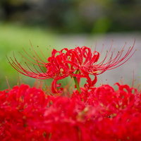 緑の茎の先に咲く満開の赤い彼岸花の写真