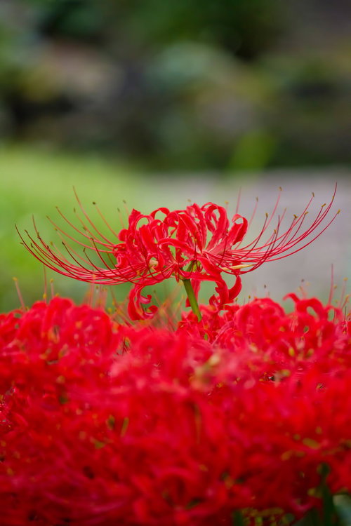 緑の茎の先に咲く満開の赤い彼岸花