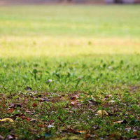 草地に落ち葉が散らばる秋の公園のベンチ周りの写真