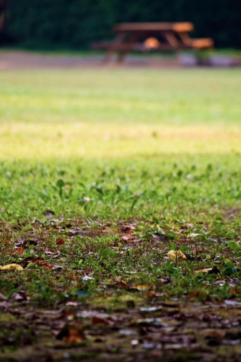 草地に落ち葉が散らばる秋の公園のベンチ周り