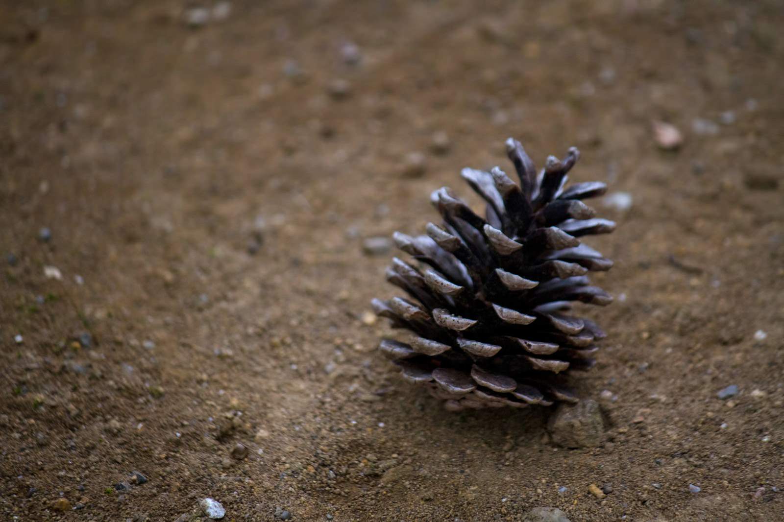 砂の地面に落ちた松ぼっくり