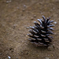 砂と小石の地面に落ちた開いた茶色の松ぼっくりの写真