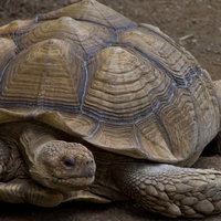 うろこのある足と茶色い甲羅の大きな陸ガメの写真