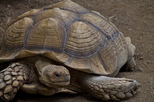 うろこのある足と茶色い甲羅の大きな陸ガメ