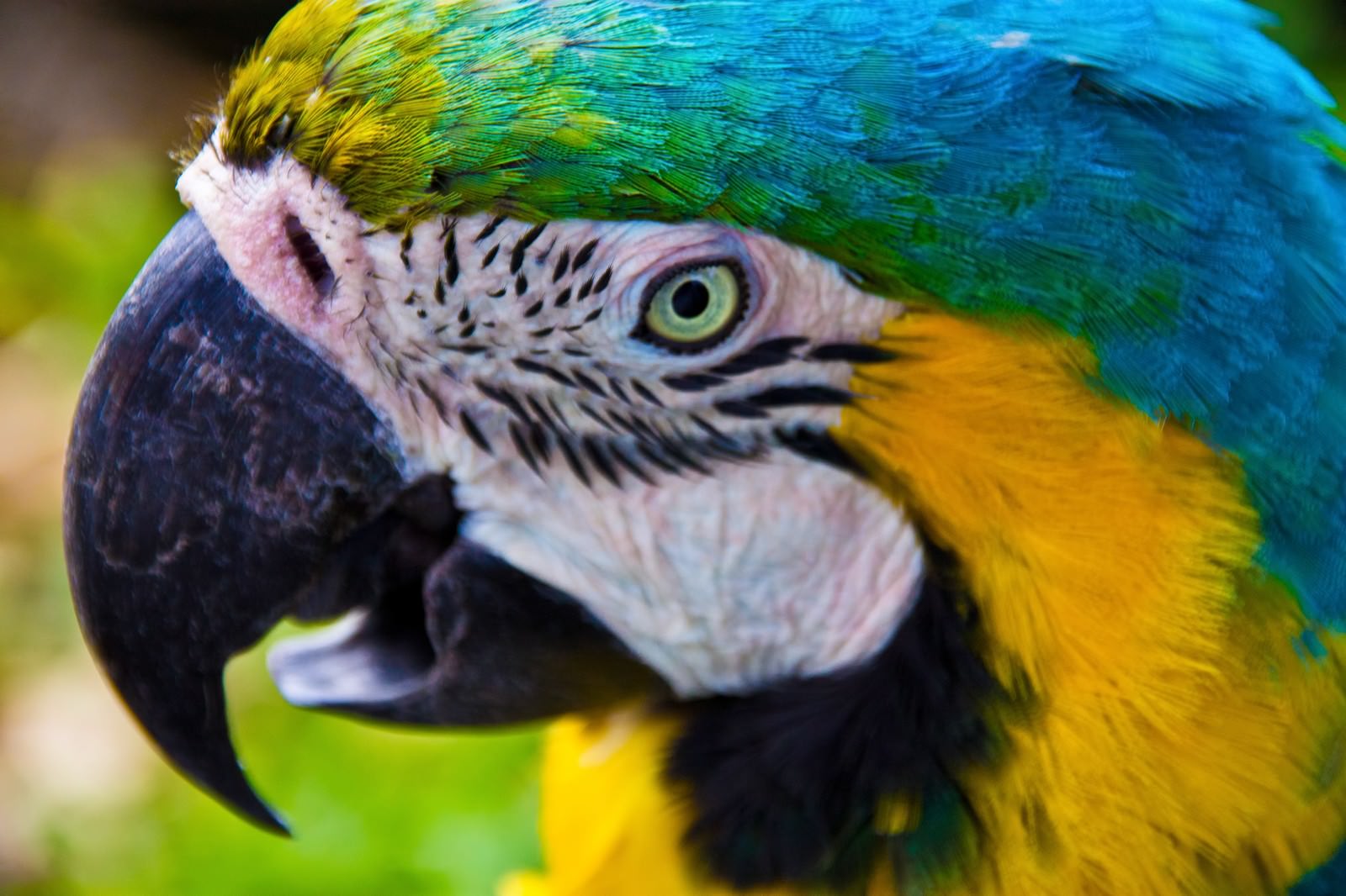 青い羽の大型インコの頭部アップ