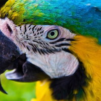 黒い曲がったくちばしの青い羽根の大型インコのアップの写真