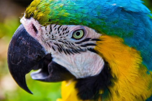 黒い曲がったくちばしの青い羽根の大型インコのアップ