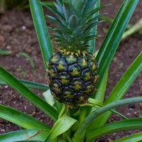 茶色い土の上で実が生った栽培中のパイナップルの写真