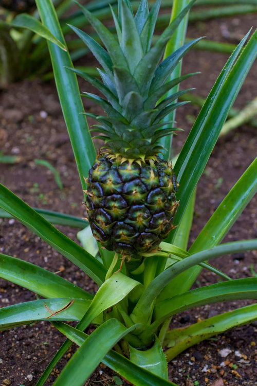 茶色い土の上で実が生った栽培中のパイナップル