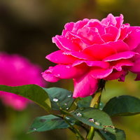 水滴がついた緑の葉の中に咲く雨粒とピンクの薔薇の写真