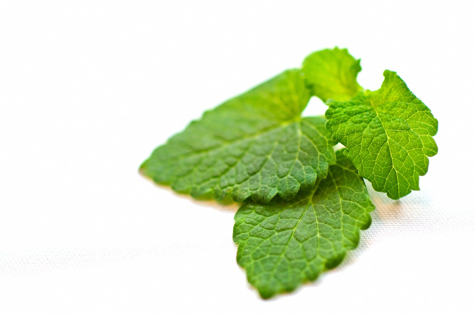 白い布の上のレモンハーブの葉