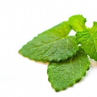 白い布の上に重なるギザギザの縁のレモンハーブの葉の写真