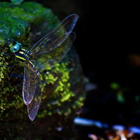苔むした暗い森で産卵する黄色と黒のオニヤンマの写真