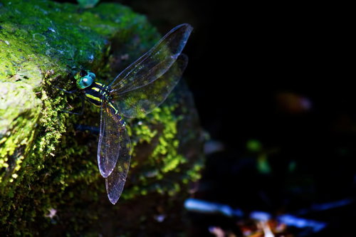 苔むした暗い森で産卵する黄色と黒のオニヤンマ