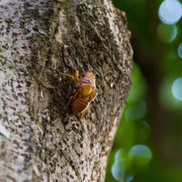 木の幹にしがみつく茶色いセミの抜け殻の写真