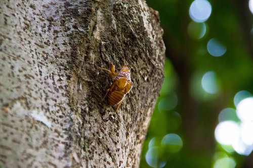 木の幹にしがみつく茶色いセミの抜け殻