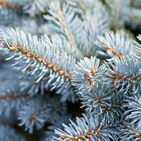 暗い背景にぼけた青みがかった銀色のコニカの針葉の写真