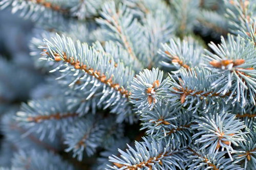 暗い背景にぼけた青みがかった銀色のコニカの針葉