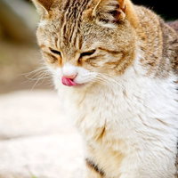 片目をつぶって舌を出すテヘペロ中の猫の写真