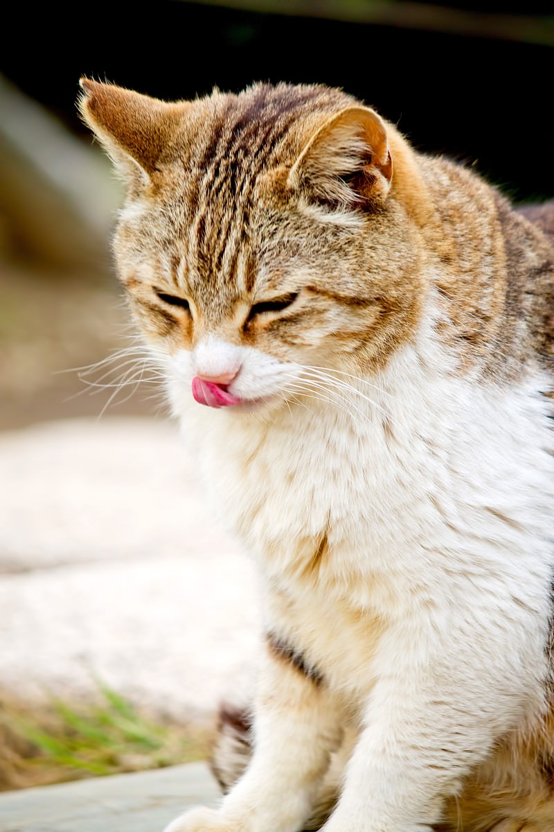 片目をつぶって舌を出す猫