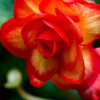 赤とオレンジのグラデーションに花びらが重なる薔薇の写真