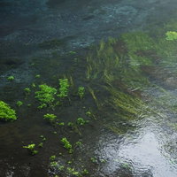 岩に生えた水草と波紋が広がる透き通る柿田川の清流の写真