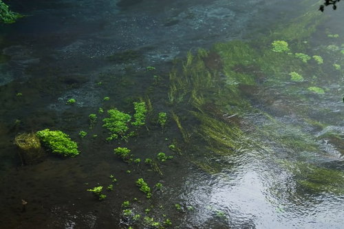 岩に生えた水草と波紋が広がる透き通る柿田川の清流