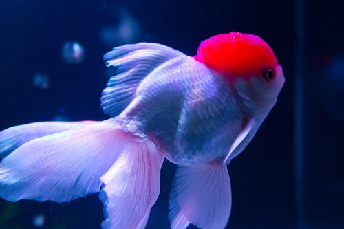 赤い頭とピンクのひれが広がるぷっくりした丹頂の金魚