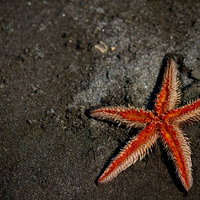 灰色の砂地にオレンジと赤の縞模様のヒトデの写真