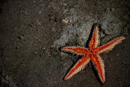 灰色の砂地にオレンジと赤の縞模様のヒトデ