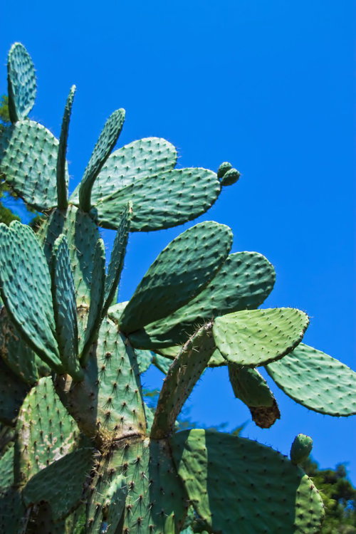 青空に向かって葉を広げるうちわサボテン
