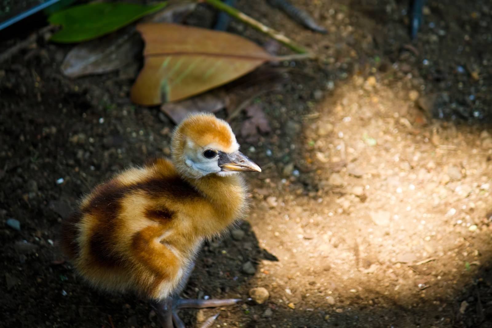 湿った地面に立つオレンジ色の頭のふわふわ小鳥のヒナ