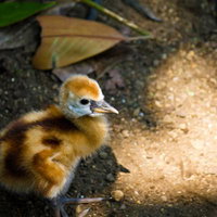 湿った地面に立つオレンジ色の頭のふわふわ小鳥のヒナの写真