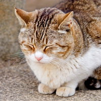 前足を顔の横に添えてうたたねする猫の写真