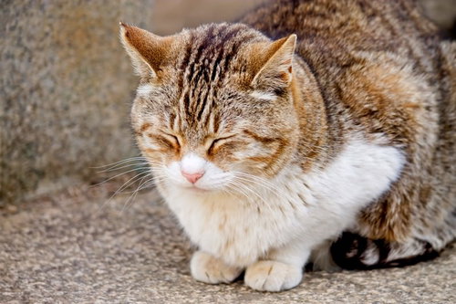 前足を顔の横に添えてうたたねする猫