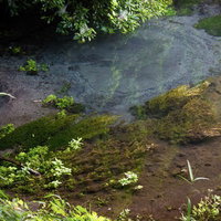 水草と石が見える透明な柿田川の湧き出す清流の写真