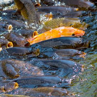 口を開けて餌を求める灰色の鯉とオレンジの錦鯉の写真