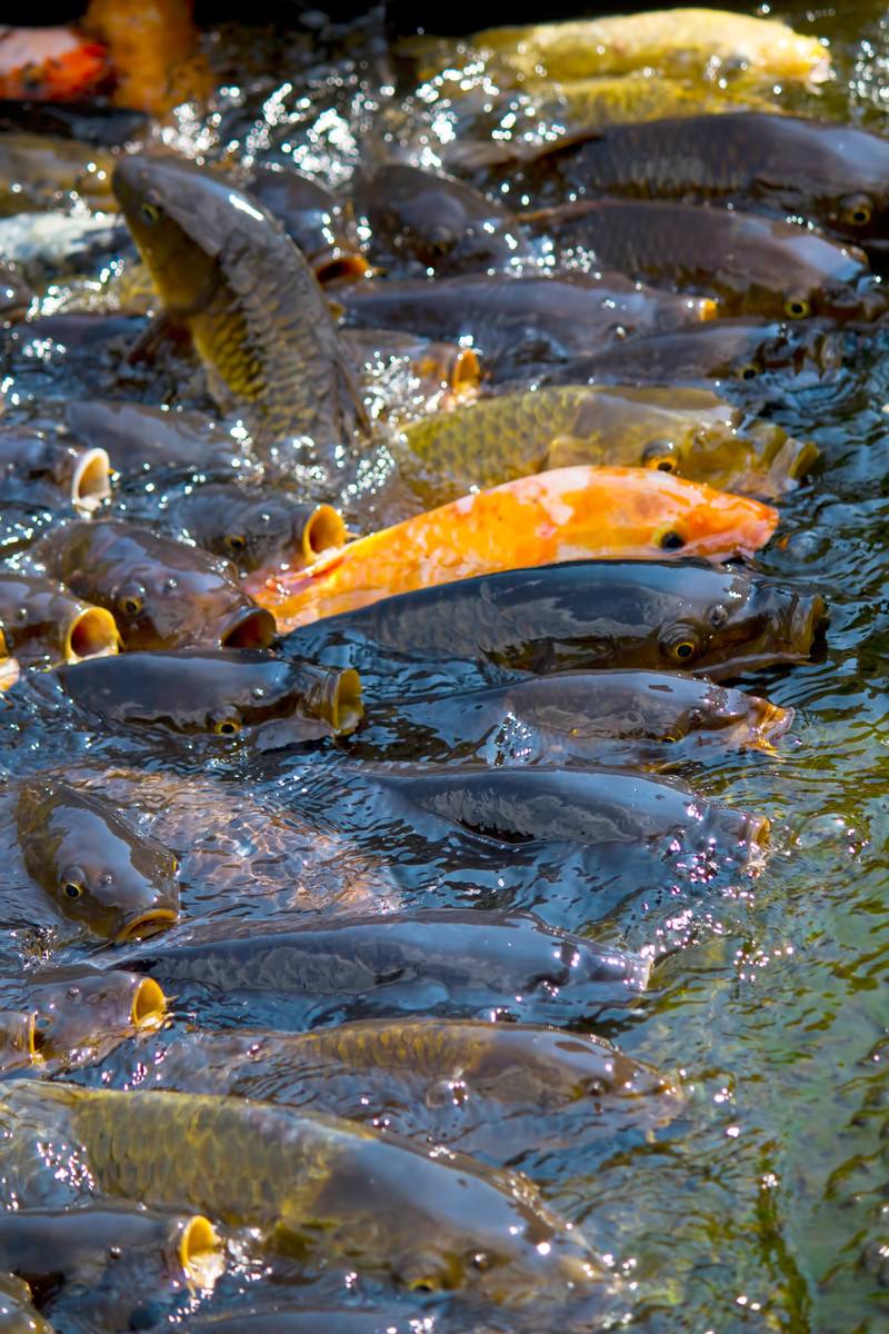池で餌を求めて口を開ける鯉の群れ